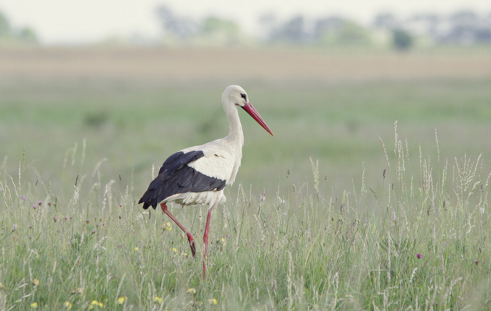 Storch