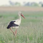 Storch