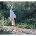 Storch