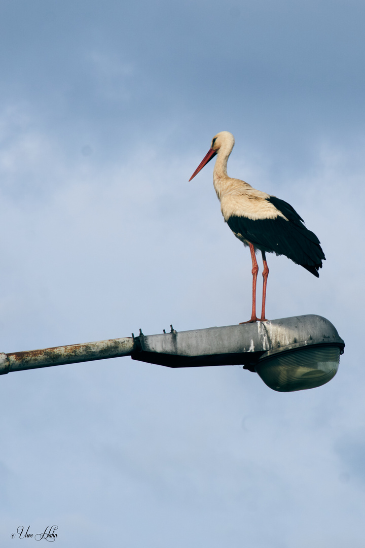 Storch