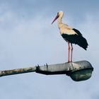 Storch