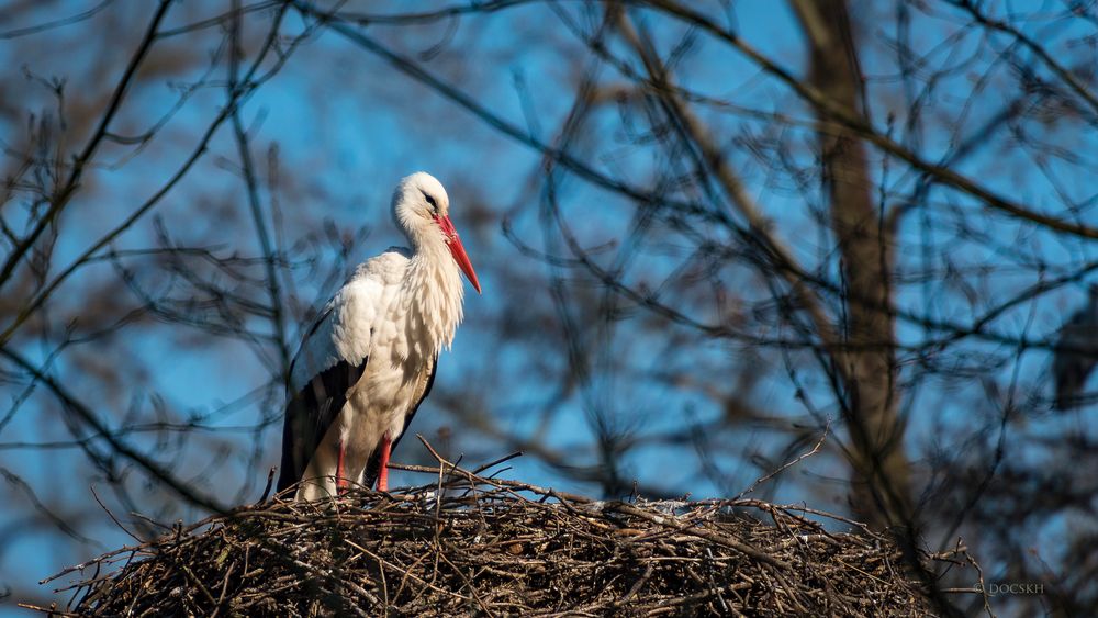 Storch