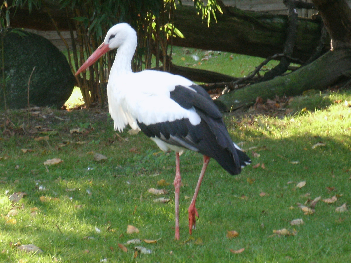 storch