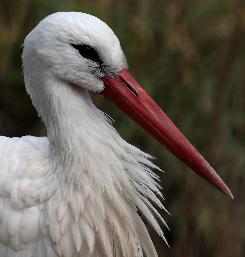 Storch