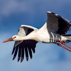 Storch