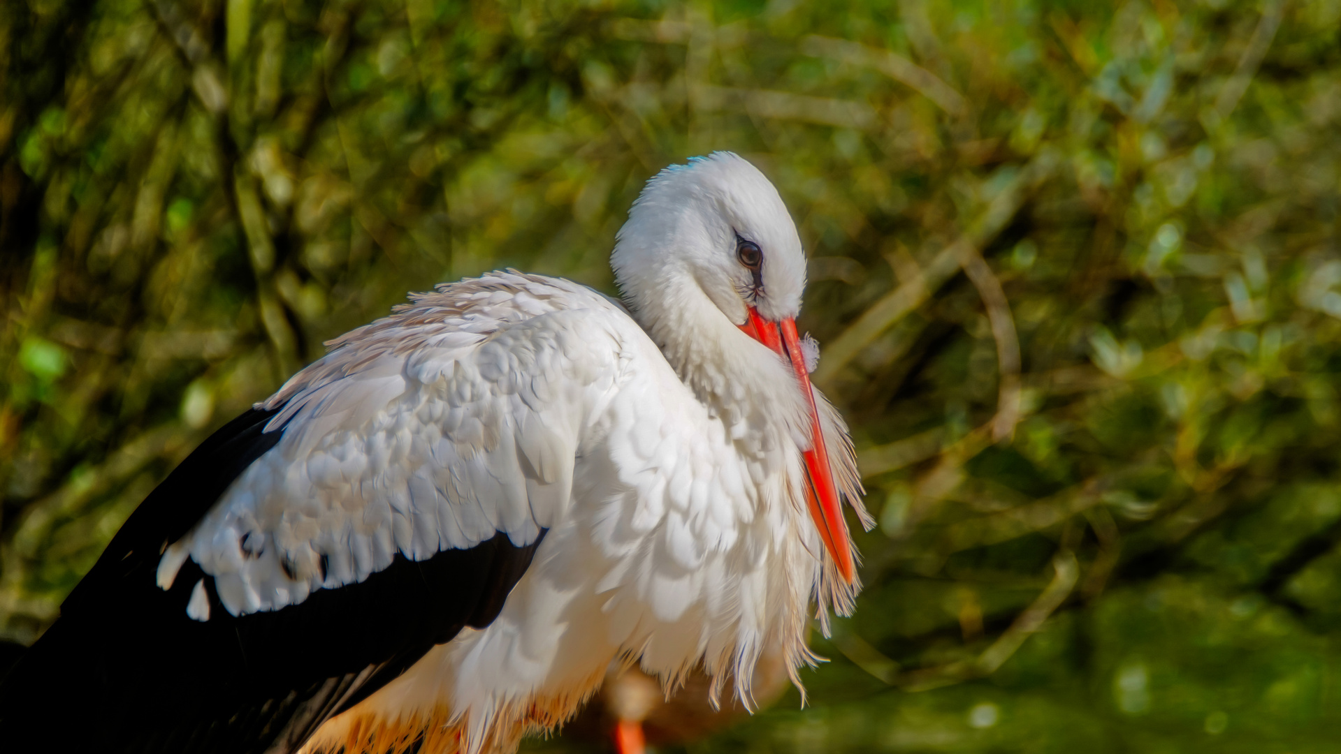 Storch