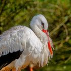 Storch