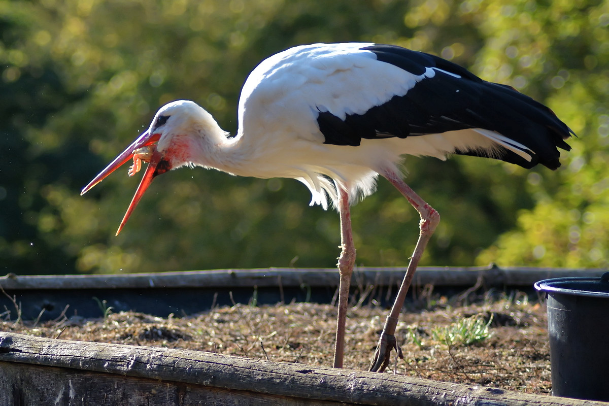 Storch