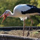 Storch