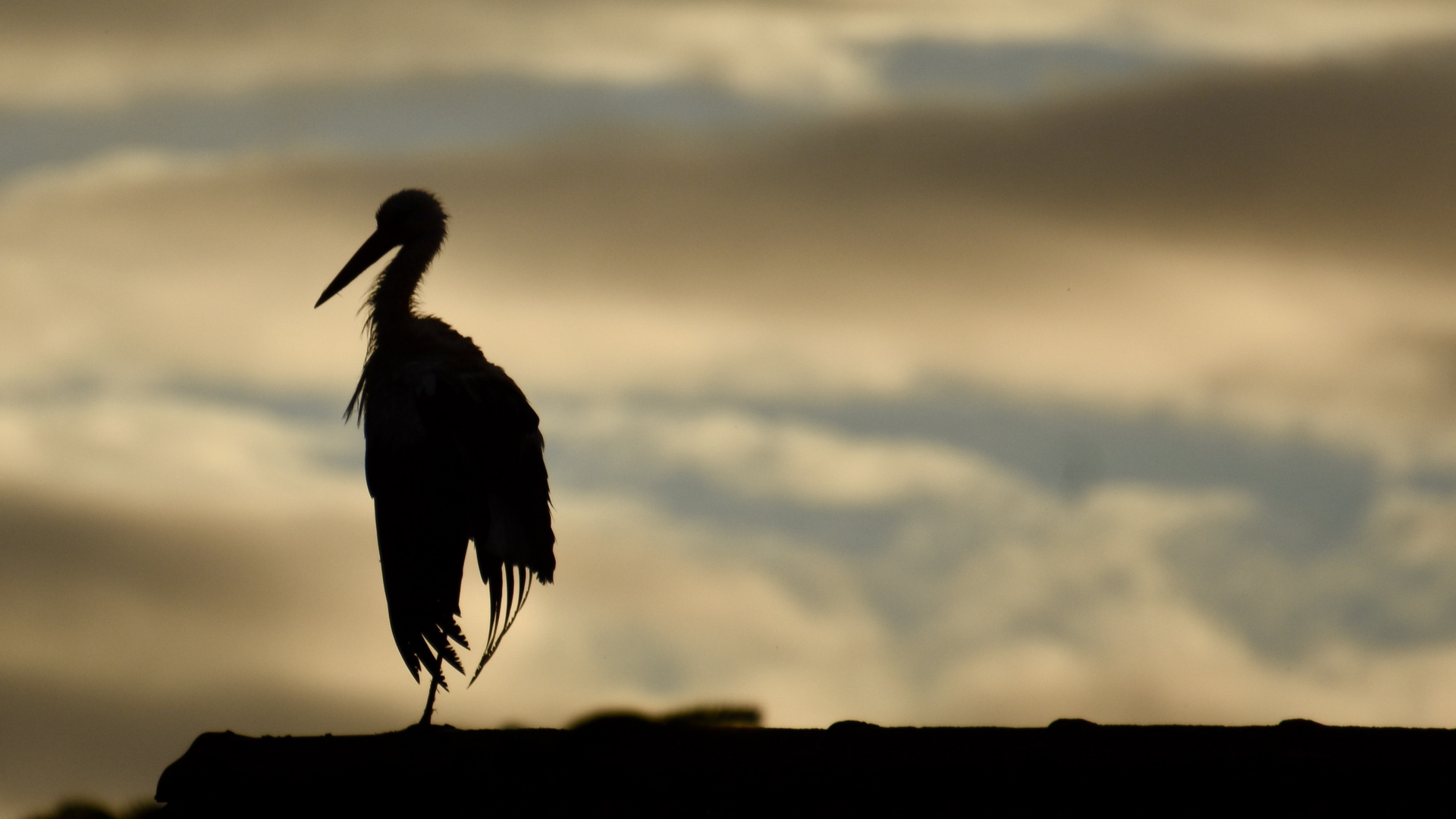 Storch