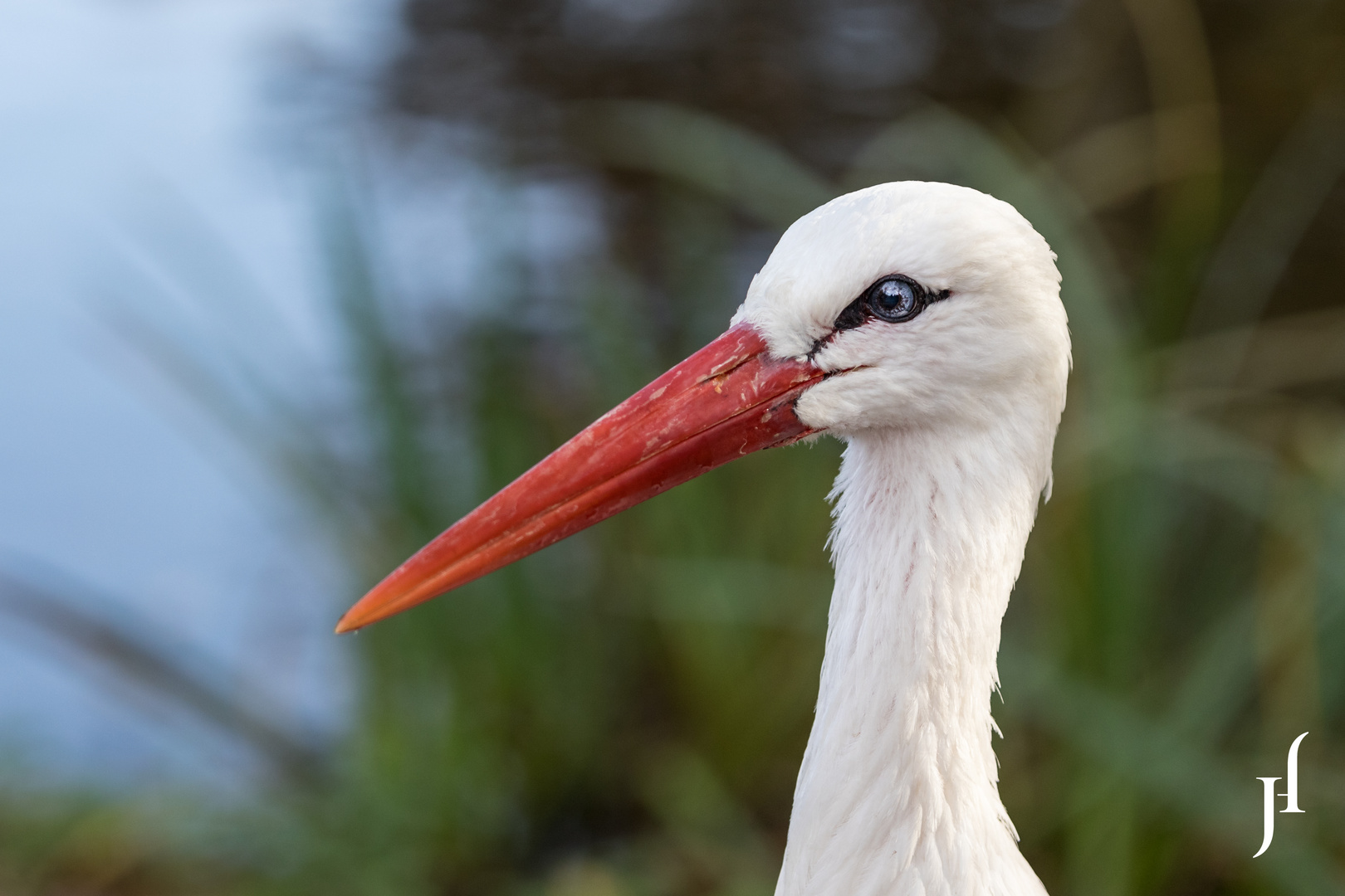 Storch