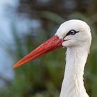 Storch