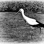 Storch 1