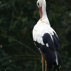 Storch #1