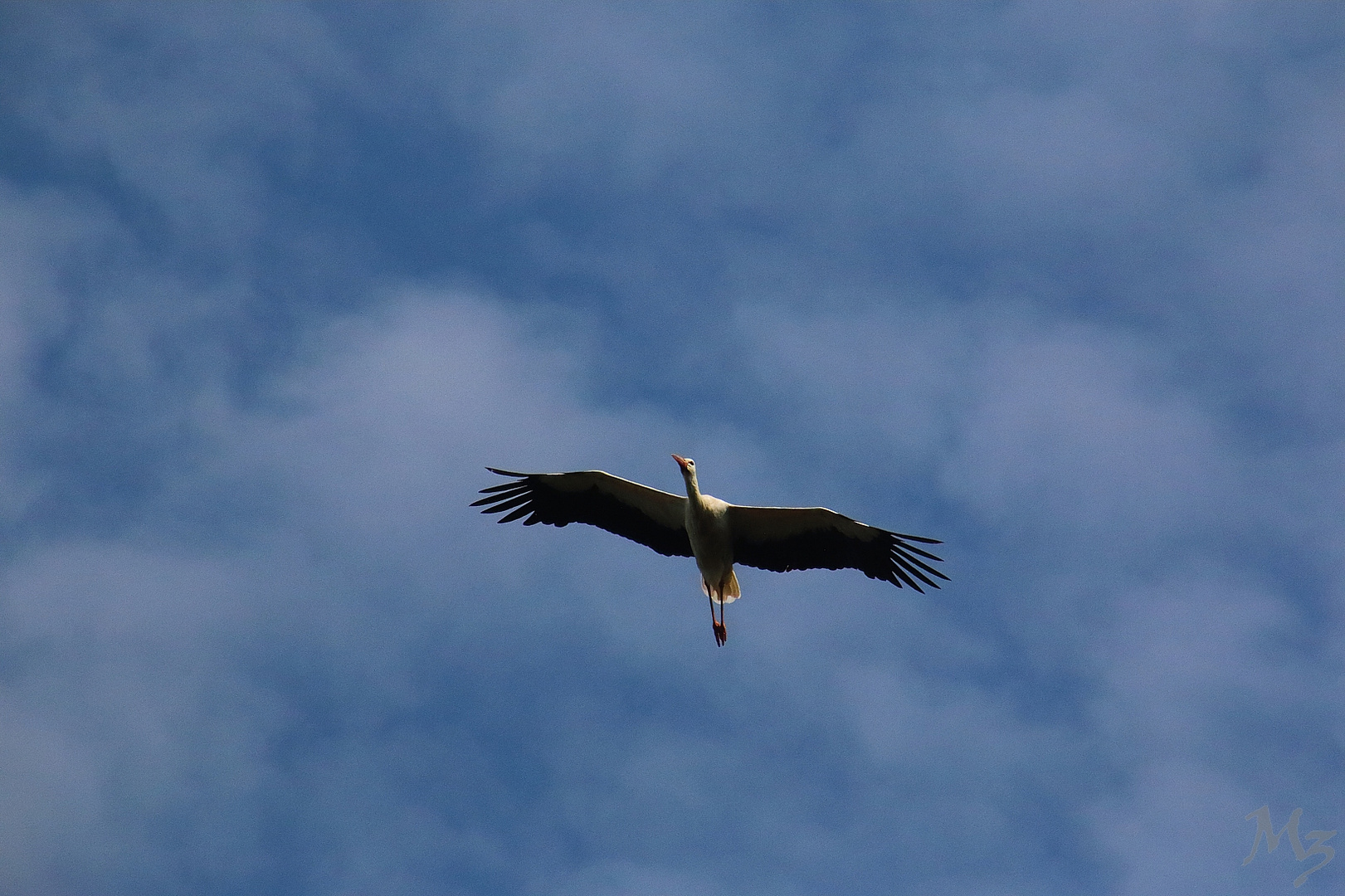 Storch 1