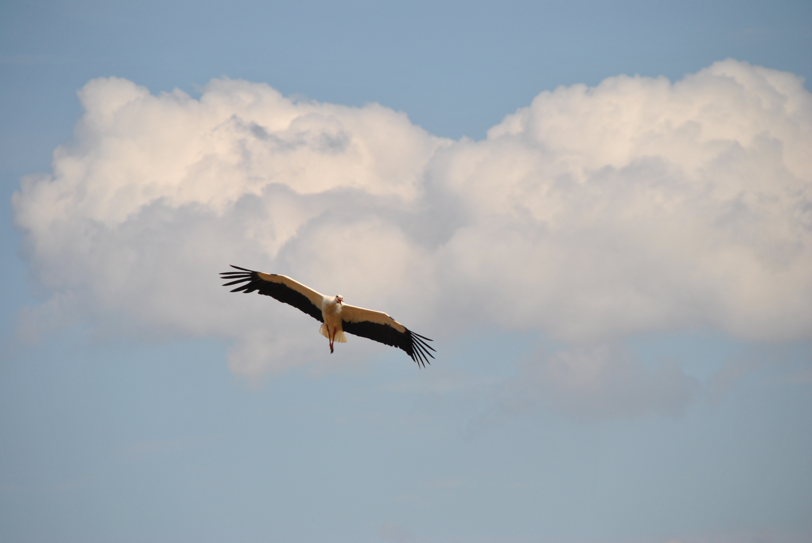 Storch 1