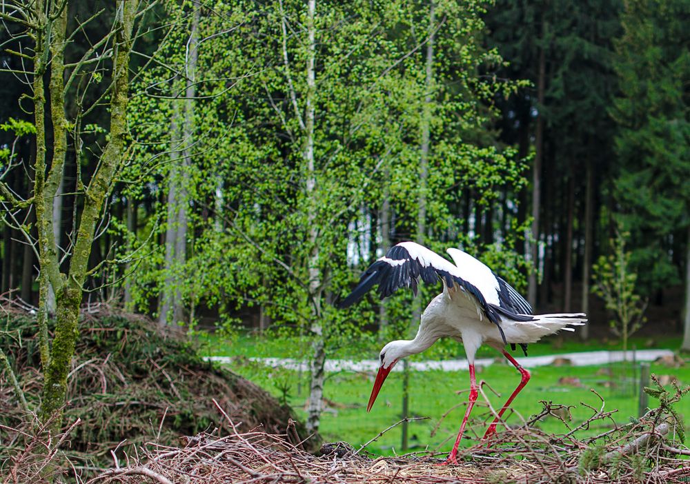 Storch 1