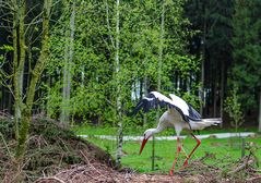 Storch 1