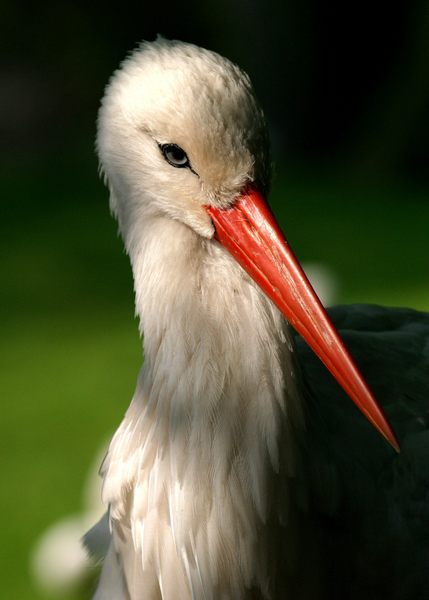 Storch 1