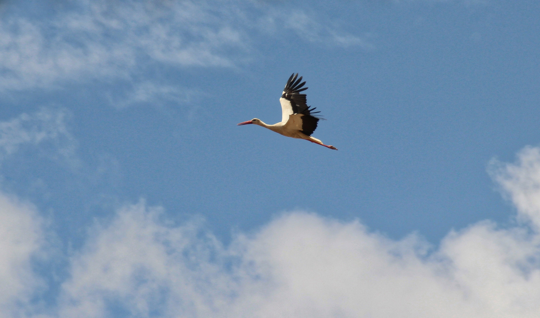 Storch 1