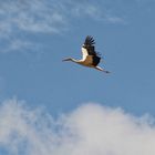 Storch 1