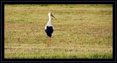 Storch 1