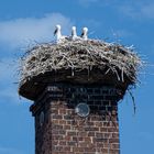 storch 1