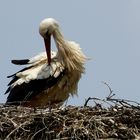 Storch 1