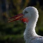 Storch 1