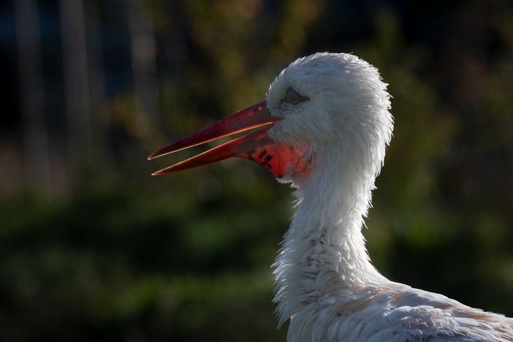 Storch 1