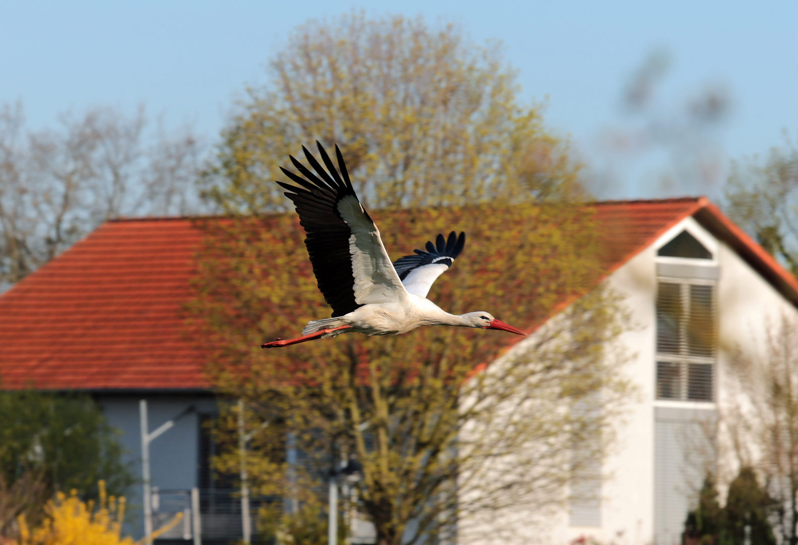 Storch -1-