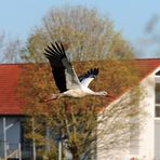 Storch -1-
