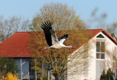 Storch -1-