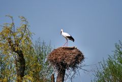 Storch 1