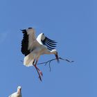 Storch 1