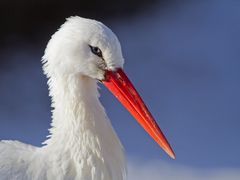 Storch 1 / "Tierpark Essehof"