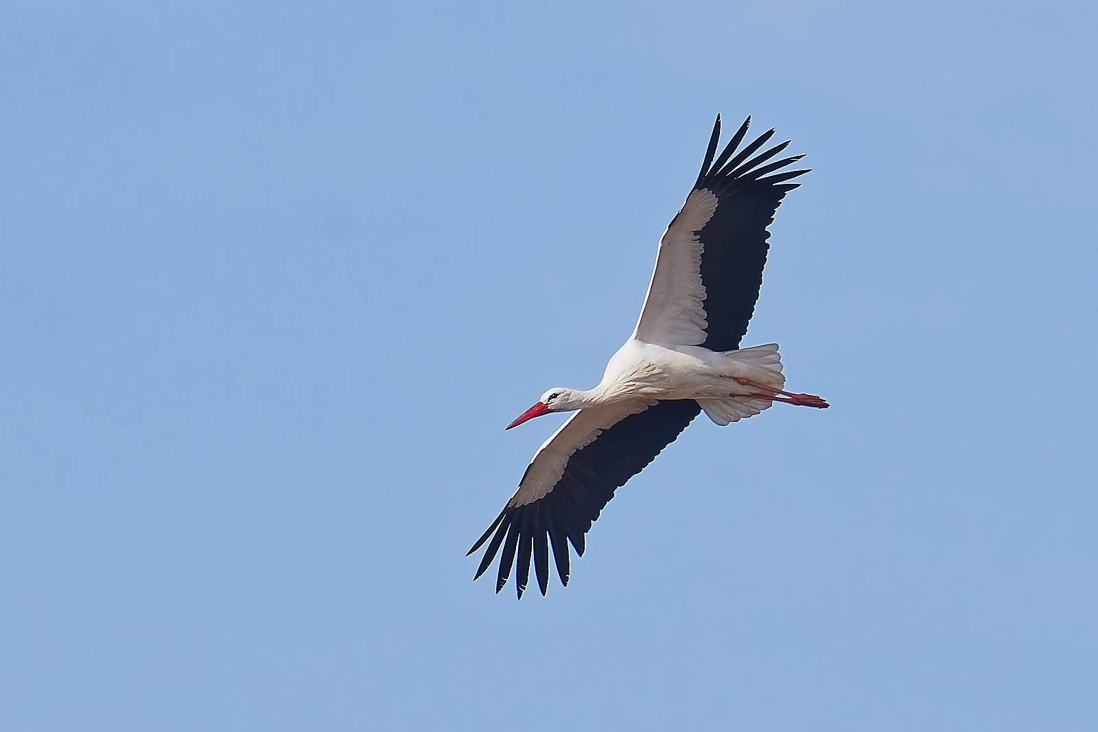 Storch