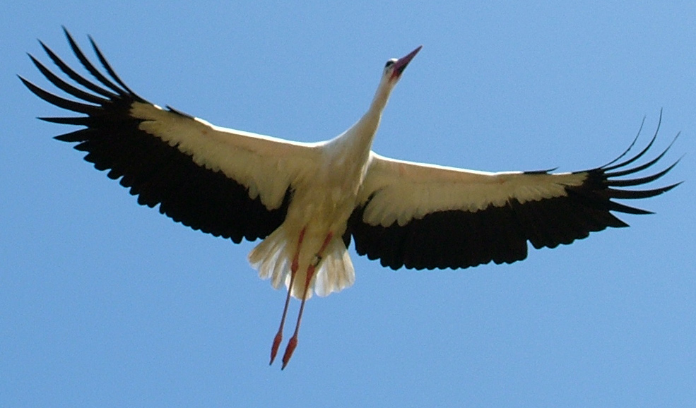 Storch