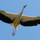 Storch