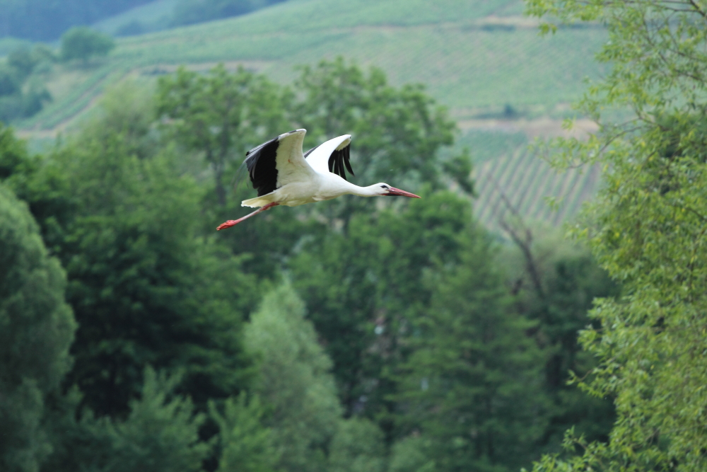 Storch