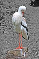 Storch