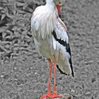 Storch