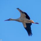 Storch