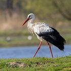 Storch