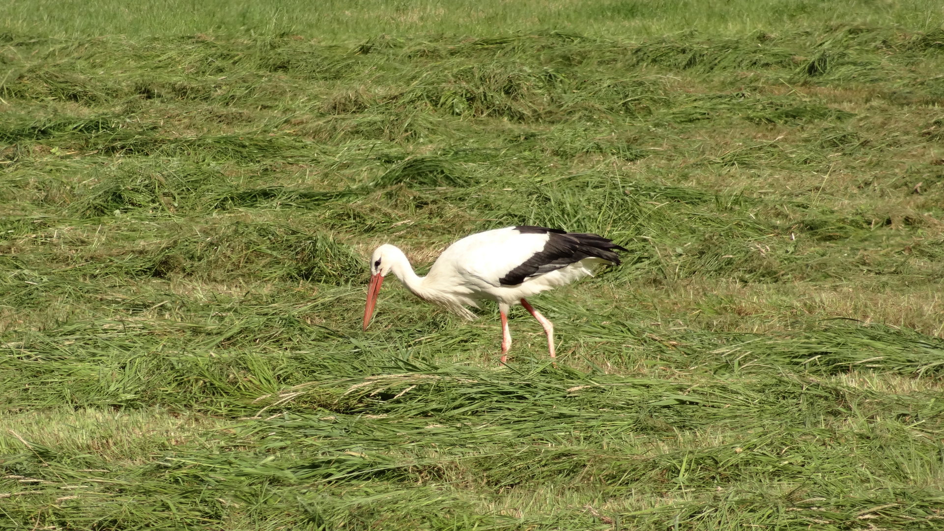 Storch