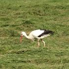 Storch