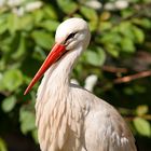 Storch