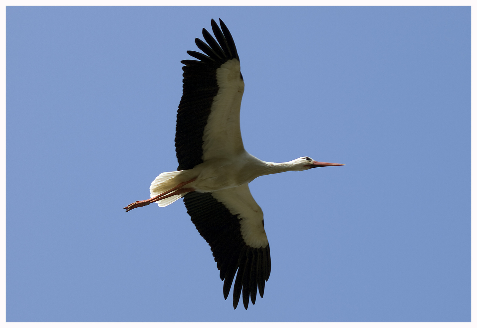 Storch