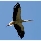 Storch