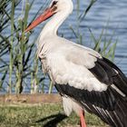 Storch